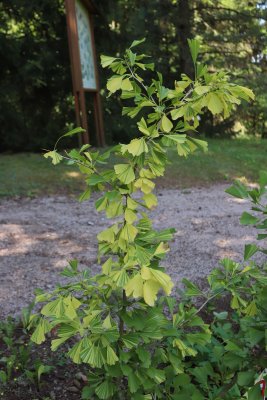 Gingo biloba 'Californian Sunset' - jinan dvoulaločný - celek